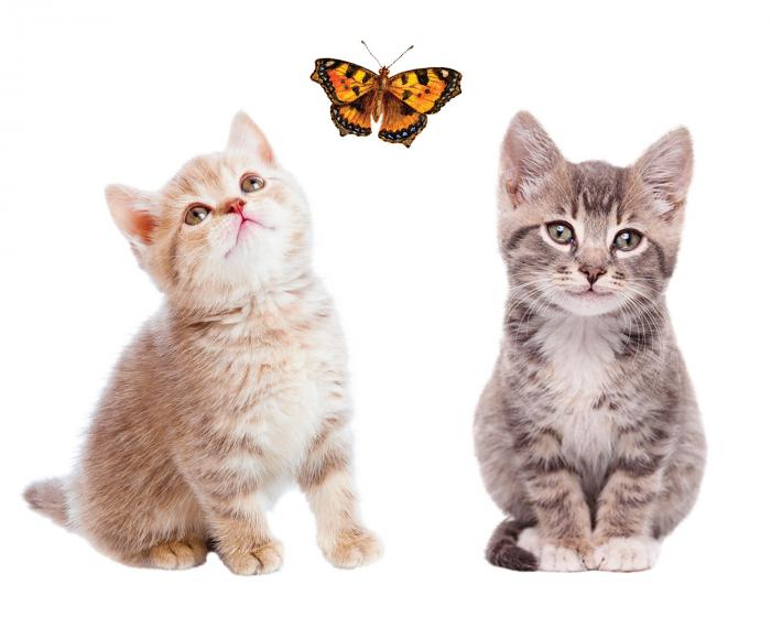 Süße Kätzchen als Fenstersticker